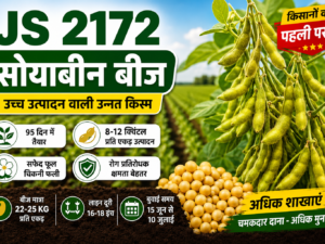 JS 2172 Premium Soybean Seeds     30 KG
