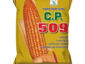 C.P. 509 Maize Seeds