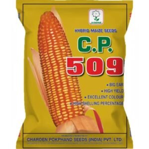 C.P. 509 Maize Seeds