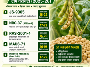 JS-9305 हाई-ब्रीड सोयाबीन बीज