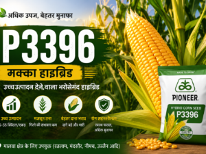 P3396 मक्का बीज 4Kg